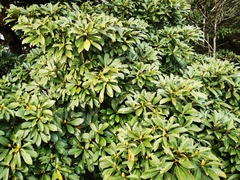 Machilus thunbergii