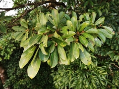 Machilus thunbergii