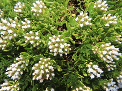 Ixodia achillaeoides