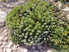 Ixodia achillaeoides