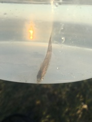 Atheriniformes