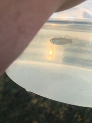 Atheriniformes