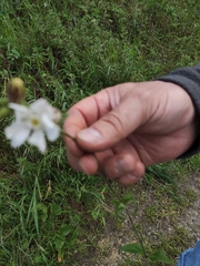 Silene latifolia