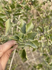 Clerodendrum phlomidis