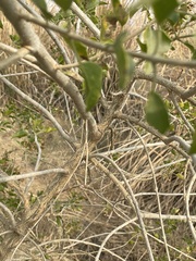 Clerodendrum phlomidis