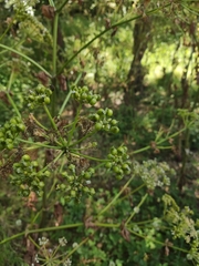Smyrnium olusatrum