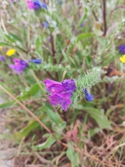 Echium