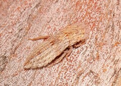 Ledromorpha planirostris
