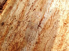 Ledromorpha planirostris