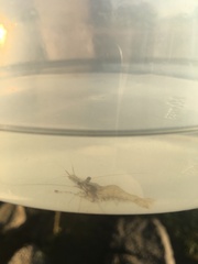 Palaemon serenus