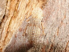 Ledromorpha planirostris