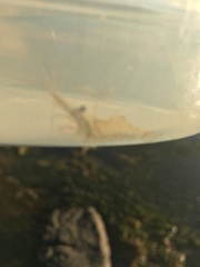 Palaemon serenus