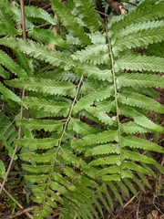 Microlepia marginata bipinnata