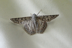 Crypsiphona