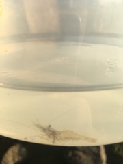 Palaemon serenus