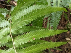 Microlepia marginata bipinnata