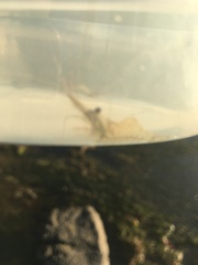 Palaemon serenus