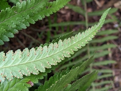 Microlepia marginata bipinnata