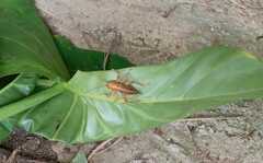 Ocellarnaca