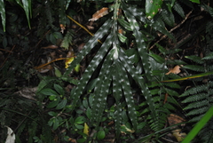 Pteris umbrosa