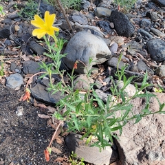 Oenothera affinis