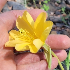 Oenothera affinis