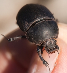 Sericotrupes niger