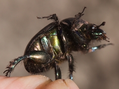 Sericotrupes niger
