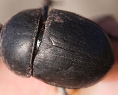Sericotrupes niger