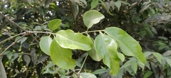 Gnetum edule
