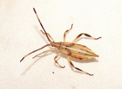Pomponatius luridus