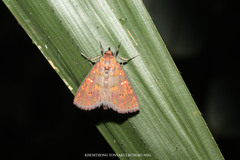 Sarobides inconclusa