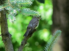 Muscicapa striata