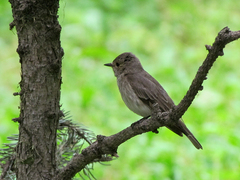 Muscicapa striata