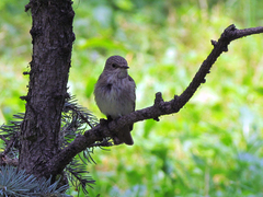 Muscicapa striata