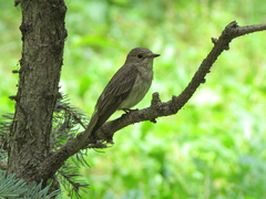 Muscicapa striata