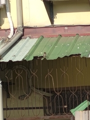 Passer montanus saturatus