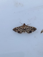 Nacoleia rhoeoalis