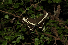 Papilio ophidicephalus