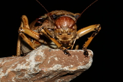 Enyaliopsis