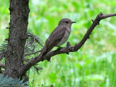 Muscicapa striata