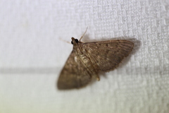 Herpetogramma
