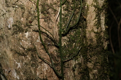 Capparis sarmentosa