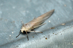 Calamidia hirta