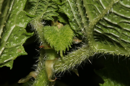 Image of Obetia tenax by (c) Ryan van Huyssteen, some rights reserved (CC BY)