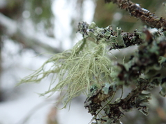 Usnea hirta
