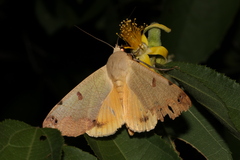 Ophiusa tirhaca