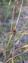 Carex bichenoviana