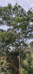 Melicope lunu-ankenda
