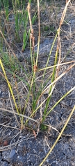Carex bichenoviana